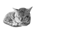 copy of pupsp logo lockups