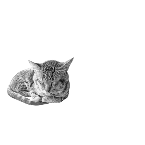 PUPSINTANGPUSA